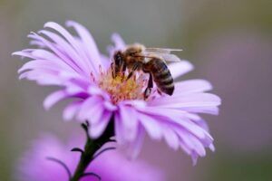 Qui sommes nous ? 2 Abeille sur fleur violette qui butine