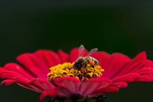 La savoureuse histoire du miel 2 Abeille butine sur fleur rouge