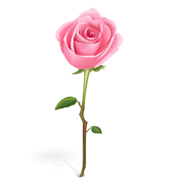 rose du Maroc