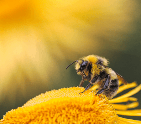 Abeille butine miel